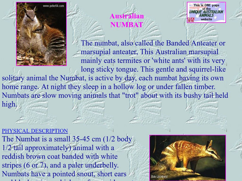 Unique Australian Animals: Australian Numbat Handout Unique Australian Animals: Australian Numbat Handout