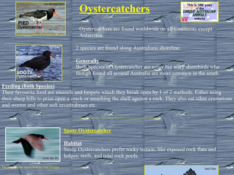 Unique Australian Animals: Oystercatcher Handout Unique Australian Animals: Oystercatcher Handout