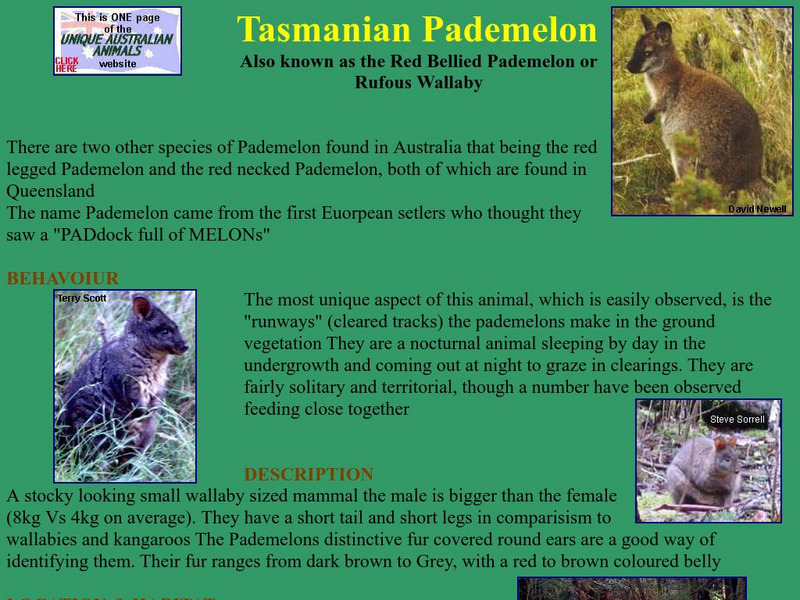 Unique Australian Animals: Tasmanian Pademelon Handout Unique Australian Animals: Tasmanian Pademelon Handout