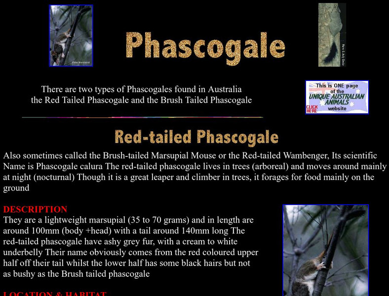 Unique Australian Animals: Red Tailed Phascogale Handout Unique Australian Animals: Red Tailed Phascogale Handout