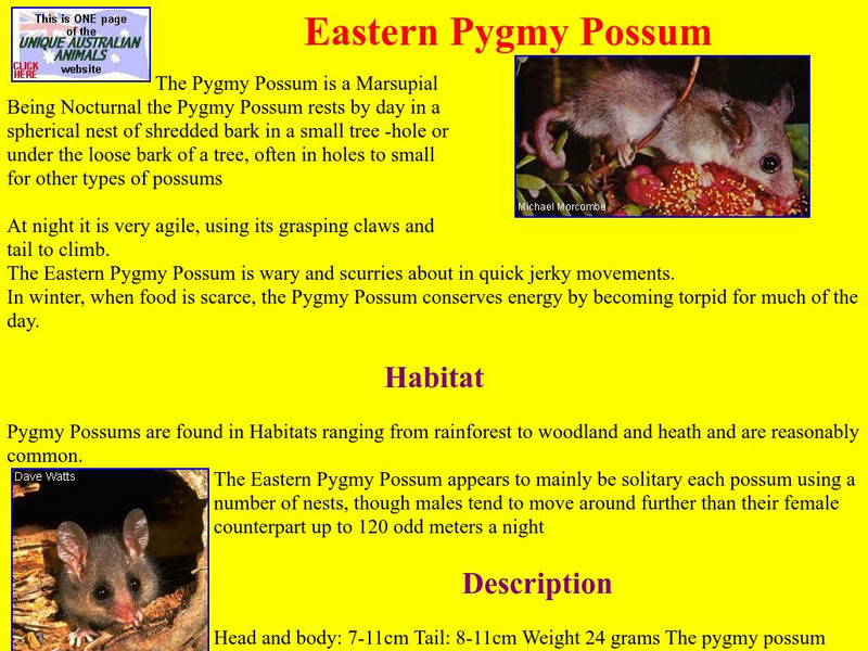 Unique Australian Animals: Eastern Pygmy Possum Handout