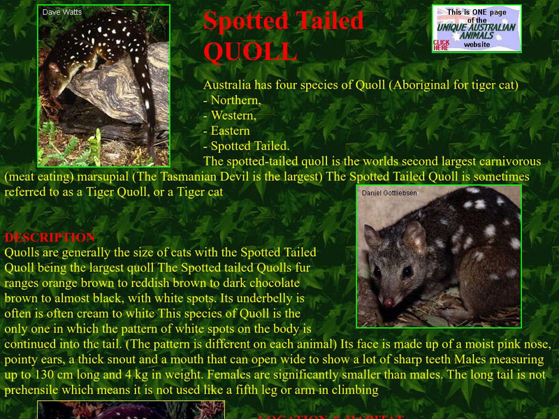 Unique Australian Animals: Spotted Tailed Quoll Handout Unique Australian Animals: Spotted Tailed Quoll Handout