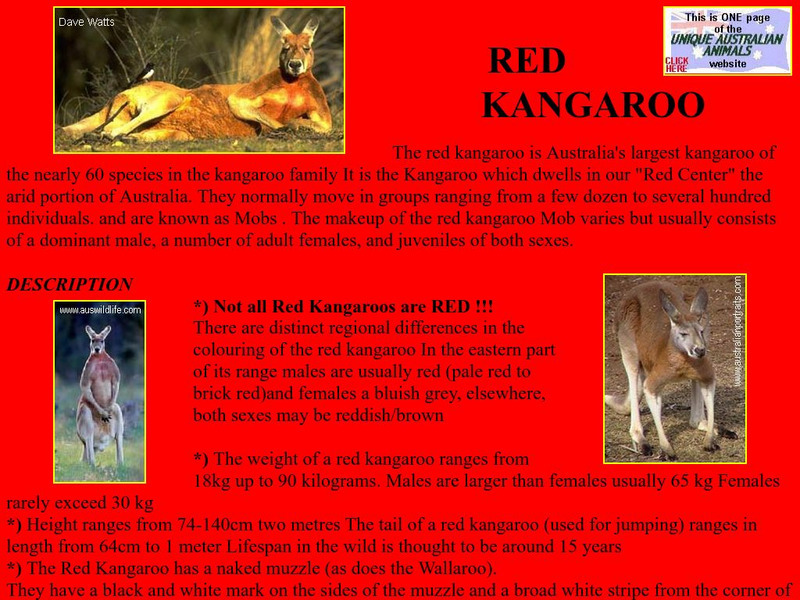 Unique Australian Animals: Red Kangaroo Handout Unique Australian Animals: Red Kangaroo Handout
