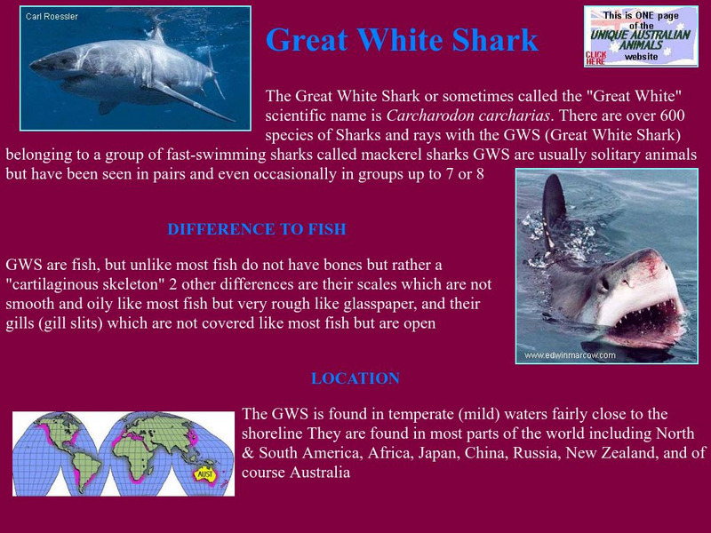 Unique Australian Animals: Great White Sharks Handout Unique Australian Animals: Great White Sharks Handout