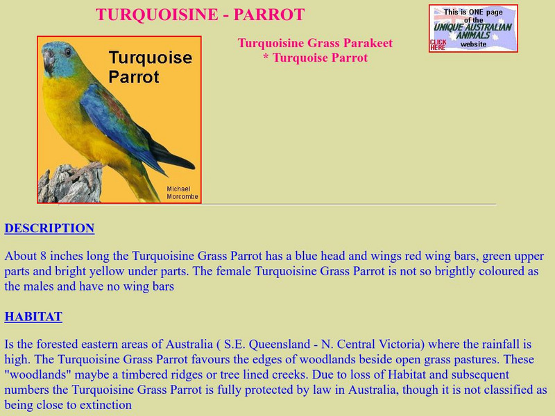 Unique Australian Animal: Turquoisine Grass Parrot Handout