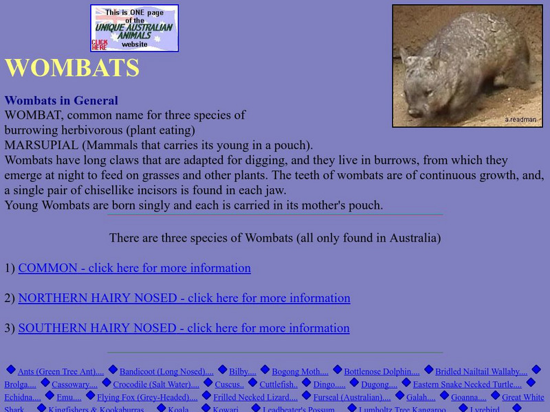 Unique Australian Animals: Wombat Handout Unique Australian Animals: Wombat Handout