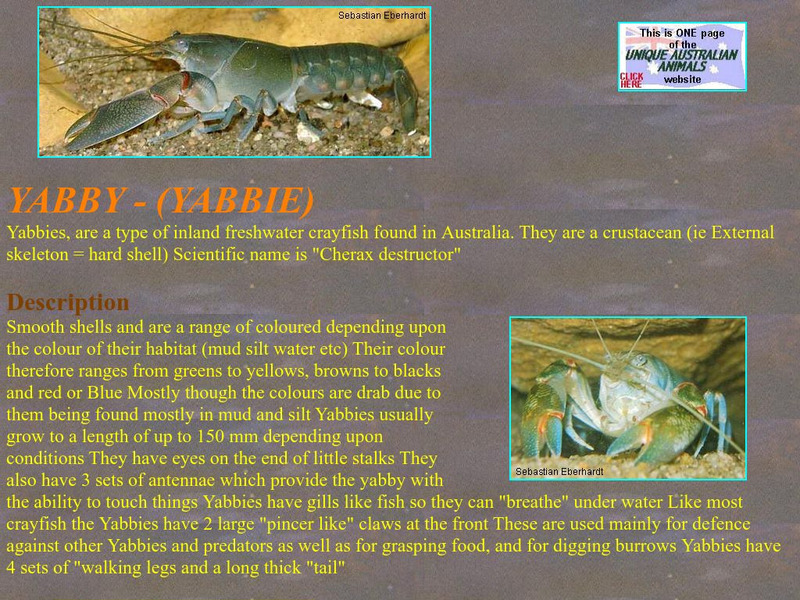 Unique Australian Animals: Yabby Handout