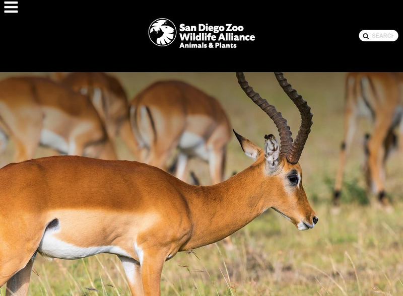 San Diego Zoo: Antelope Handout San Diego Zoo: Antelope Handout