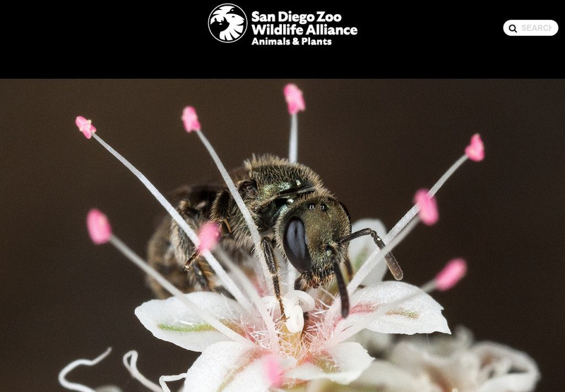 San Diego Zoo: Bees Handout