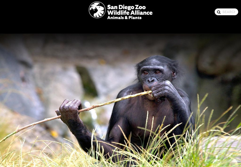 San Diego Zoo: Bonobo Handout San Diego Zoo: Bonobo Handout