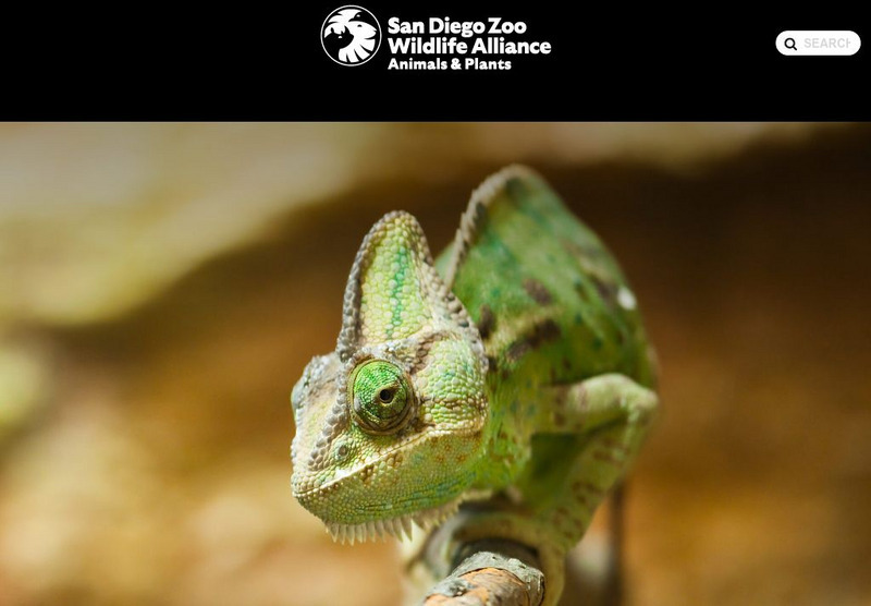 San Diego Zoo: Chameleon Handout San Diego Zoo: Chameleon Handout