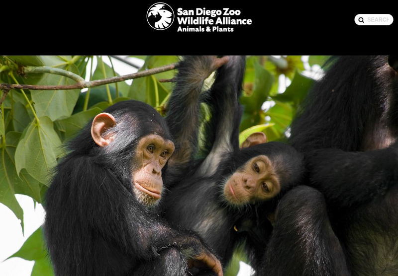 San Diego Zoo: Chimpanzee Handout San Diego Zoo: Chimpanzee Handout