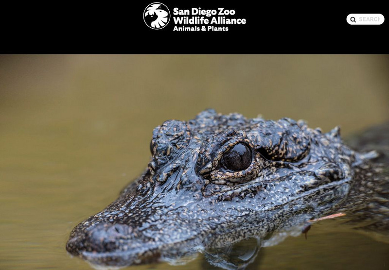 San Diego Zoo: Alligators & Crocodiles Handout San Diego Zoo: Alligators & Crocodiles Handout