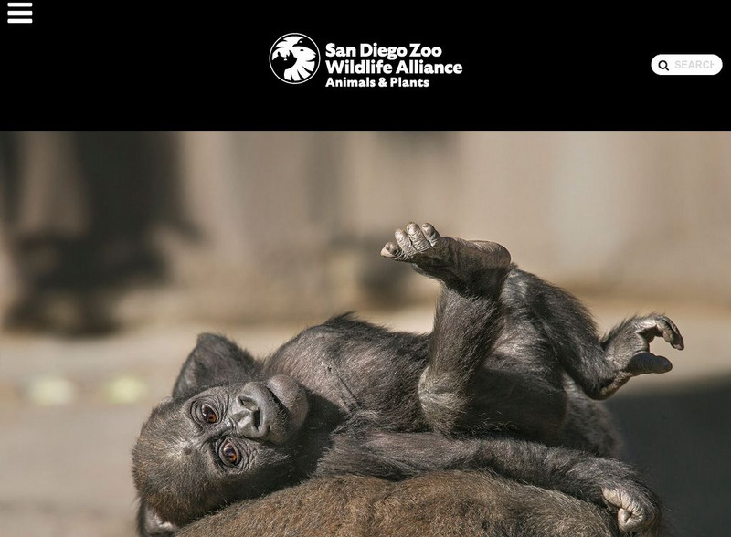 San Diego Zoo: Gorilla Handout San Diego Zoo: Gorilla Handout