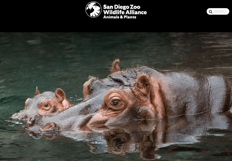 San Diego Zoo: Hippotpotamus Handout San Diego Zoo: Hippotpotamus Handout