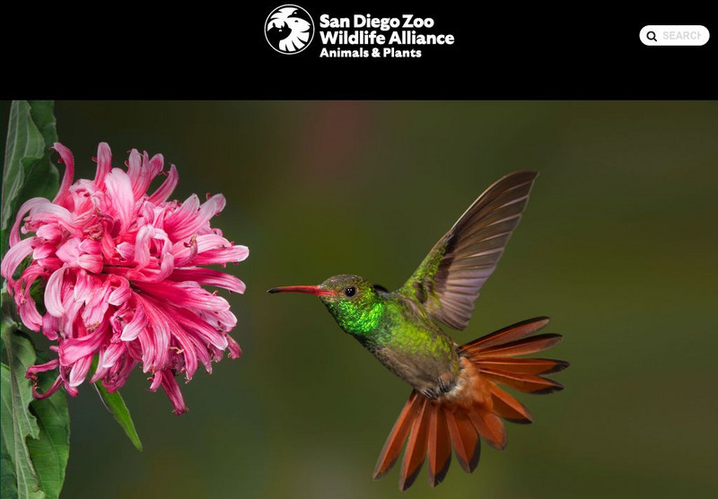 San Diego Zoo: Hummingbird Handout San Diego Zoo: Hummingbird Handout