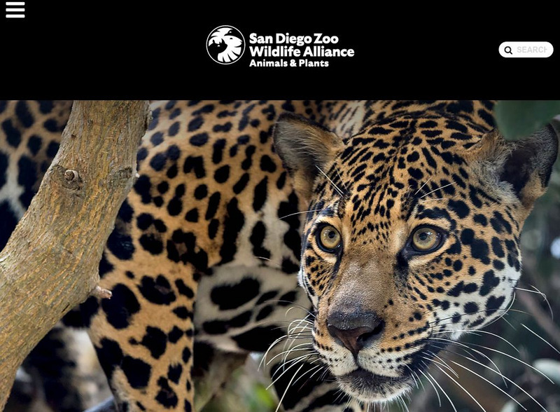 San Diego Zoo: Jaguar Handout San Diego Zoo: Jaguar Handout