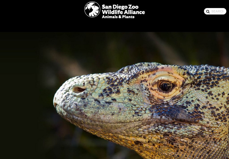 San Diego Zoo: Komodo Dragon Handout