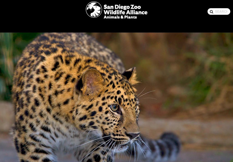 San Diego Zoo: Leopard Handout San Diego Zoo: Leopard Handout