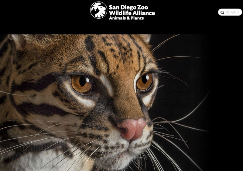 San Diego Zoo: Ocelot Handout San Diego Zoo: Ocelot Handout