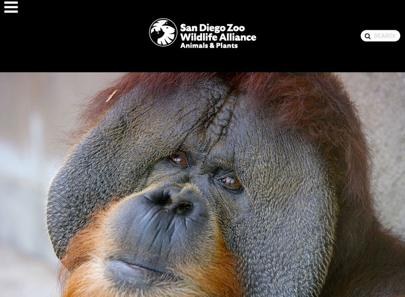 San Diego Zoo Orangutan Handout For 9th 10th Grade Lesson Planet San Diego Zoo Orangutan Handout For 9th 10th Grade Lesson Planet