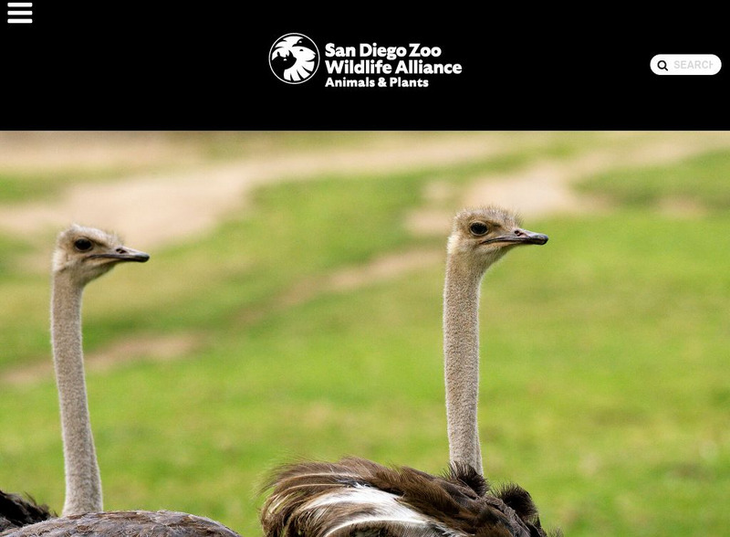 San Diego Zoo: Ostrich Handout