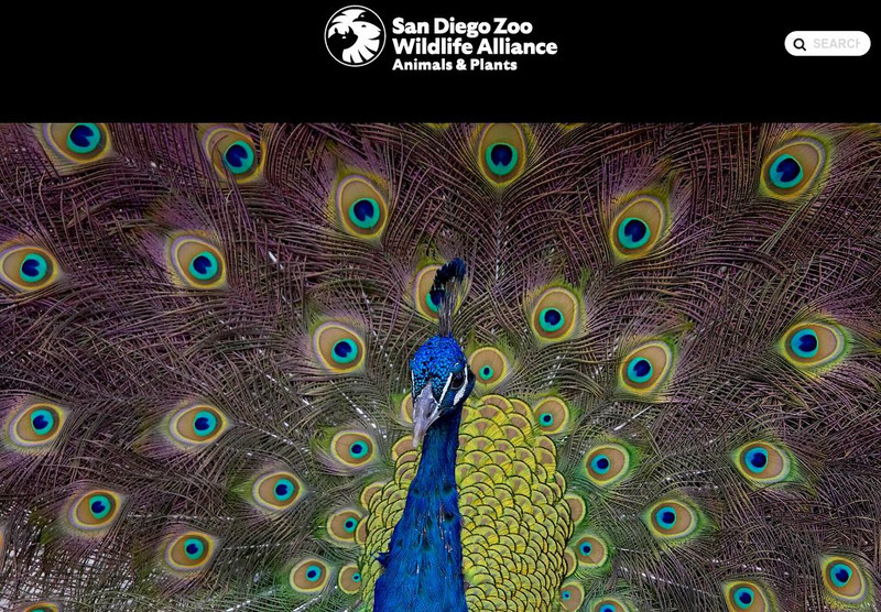 San Diego Zoo: Peafowl Handout San Diego Zoo: Peafowl Handout