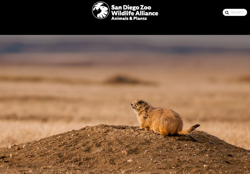 San Diego Zoo: Prairie Dogs Handout San Diego Zoo: Prairie Dogs Handout