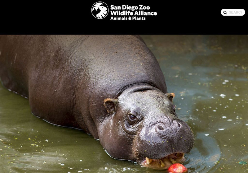 San Diego Zoo: Pygmy Hippopotamus Handout San Diego Zoo: Pygmy Hippopotamus Handout