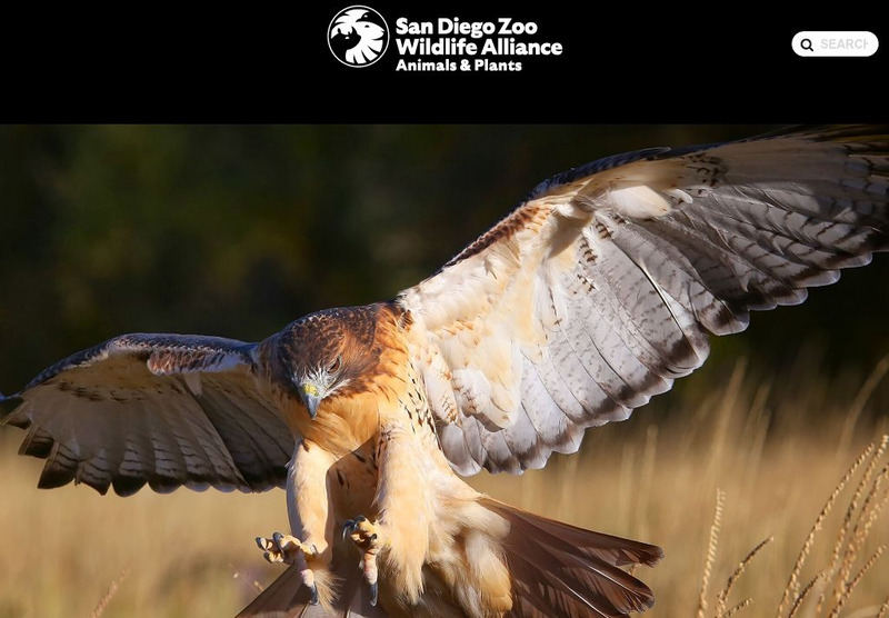 San Diego Zoo: Red Tailed Hawk Handout San Diego Zoo: Red Tailed Hawk Handout