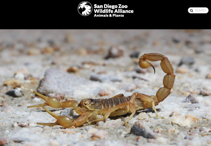 San Diego Zoo: Scorpions Handout San Diego Zoo: Scorpions Handout