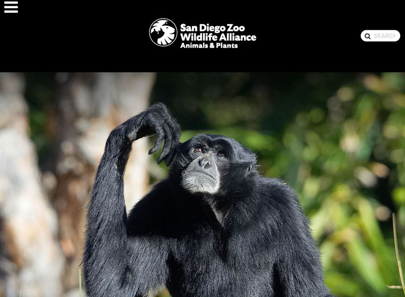 San Diego Zoo: Siamang Handout San Diego Zoo: Siamang Handout