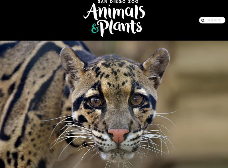 San Diego Zoo: Small Cats Handout San Diego Zoo: Small Cats Handout