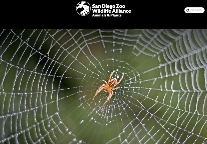 San Diego Zoo: Spiders Handout