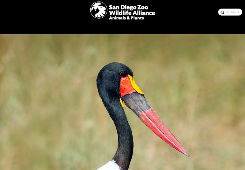San Diego Zoo: Storks Handout