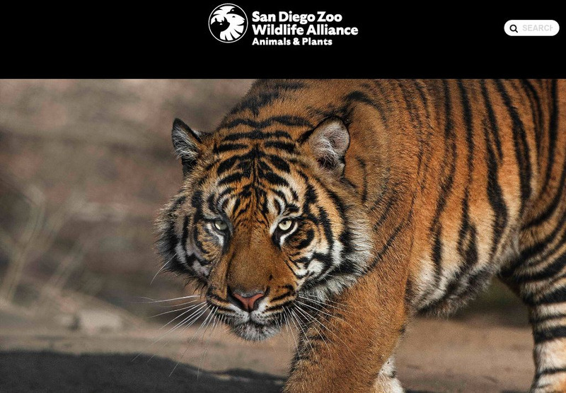 San Diego Zoo: Tiger Handout San Diego Zoo: Tiger Handout