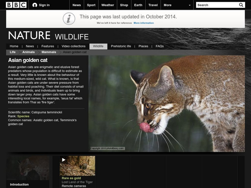 Bbc Nature Wildfacts: Asian Golden Cat Handout Bbc Nature Wildfacts: Asian Golden Cat Handout