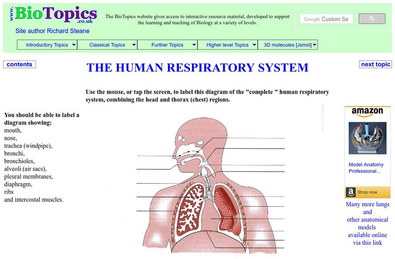 Bio Topics: The Human Respiratory System Unknown Type Bio Topics: The Human Respiratory System Unknown Type
