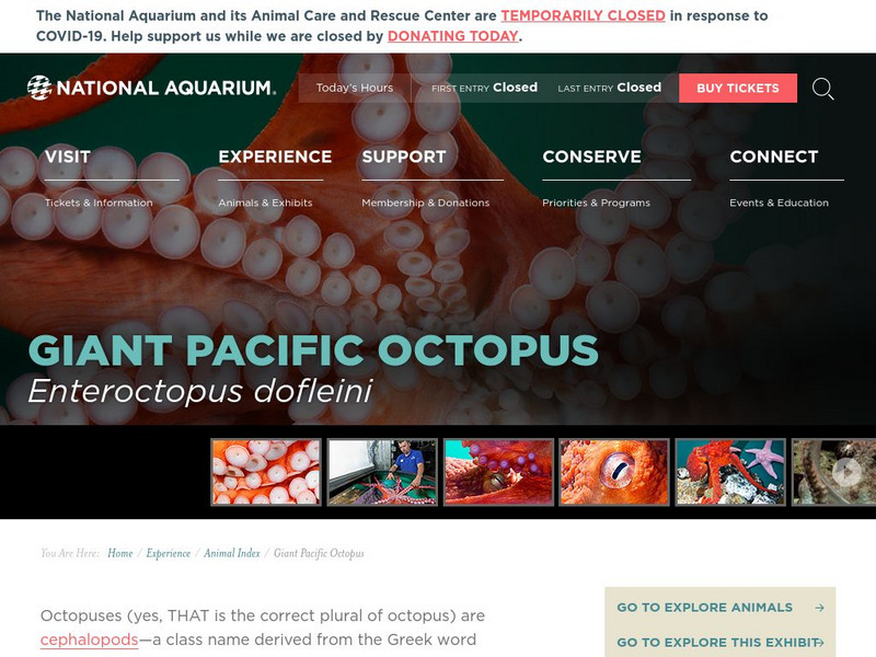 National Aquarium: Giant Pacific Octopus Handout National Aquarium: Giant Pacific Octopus Handout