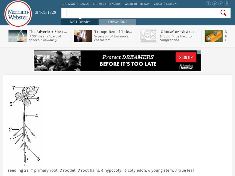 Merriam Webster: Dictionary Illustration: Seedling Graphic Merriam Webster: Dictionary Illustration: Seedling Graphic