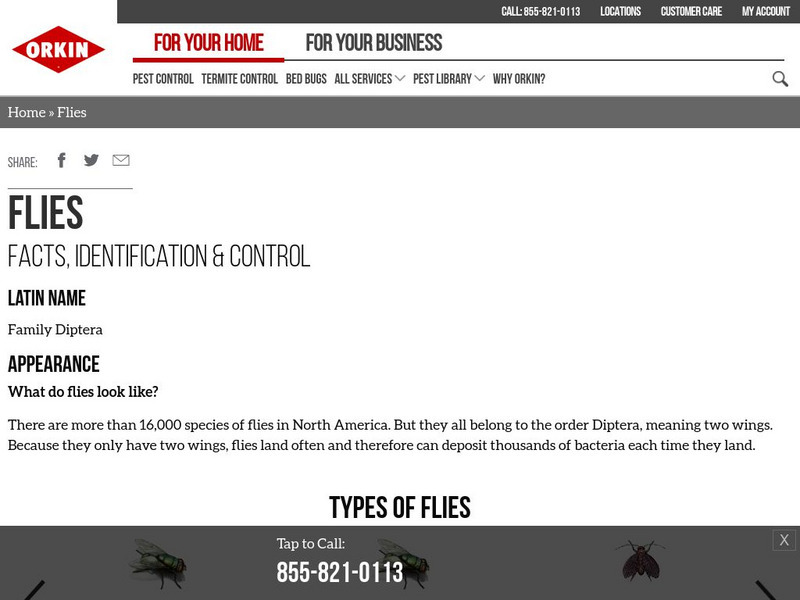 Orkin: Flies Handout Orkin: Flies Handout