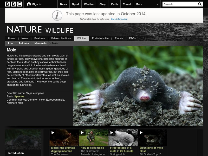 Bbc: Nature Wildfacts: European Mole Handout Bbc: Nature Wildfacts: European Mole Handout