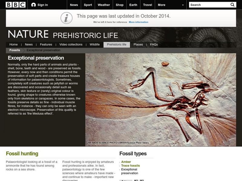 Bbc Nature: Prehistoric Life: Exceptional Preservation Website Bbc Nature: Prehistoric Life: Exceptional Preservation Website