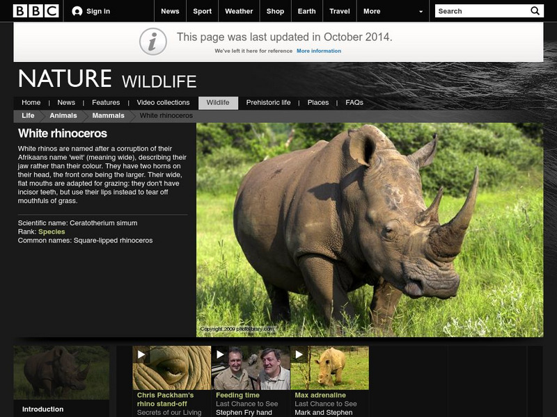 Bbc Nature: White Rhinoceros Handout Bbc Nature: White Rhinoceros Handout