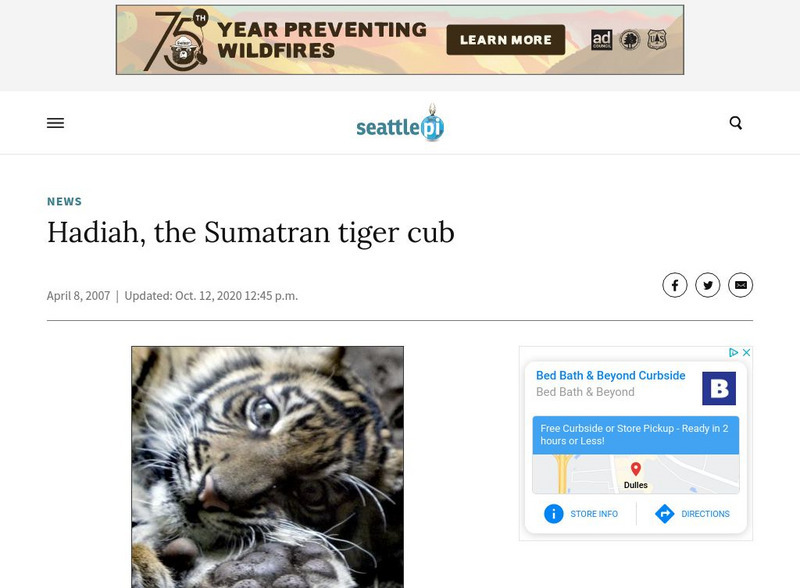 Seattlepi: Hadiah Baby Sumatran Tiger PPT Seattlepi: Hadiah Baby Sumatran Tiger PPT