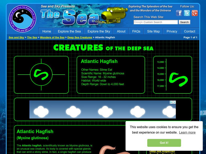 Sea and Sky: Creatures of the Deep Sea: Atlantic Hagfish Activity Sea and Sky: Creatures of the Deep Sea: Atlantic Hagfish Activity