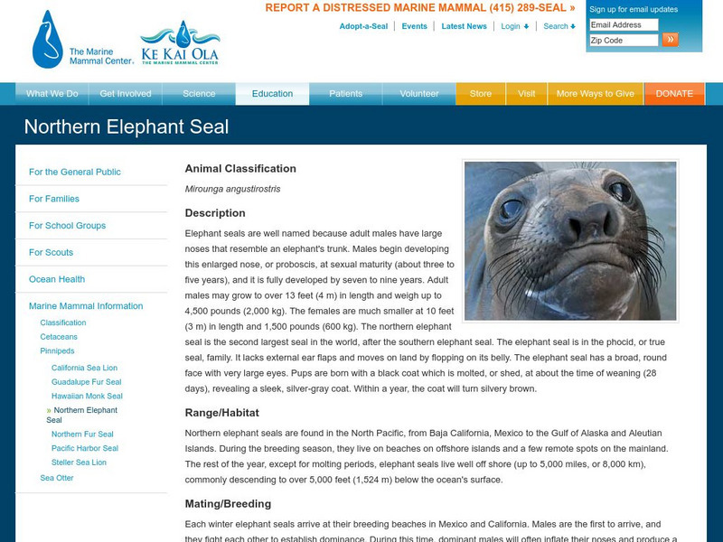 Marine Mammal Center: Northern Elephant Seal Activity Marine Mammal Center: Northern Elephant Seal Activity