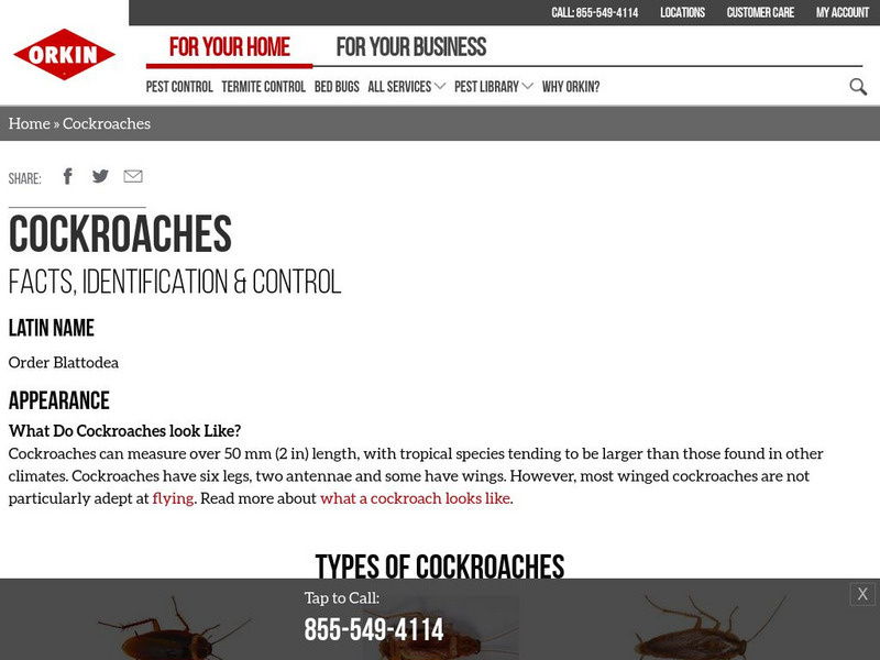 Orkin: Cockroaches Website