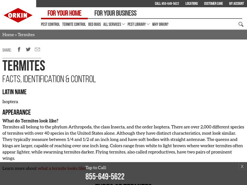 Orkin: Termites Handout