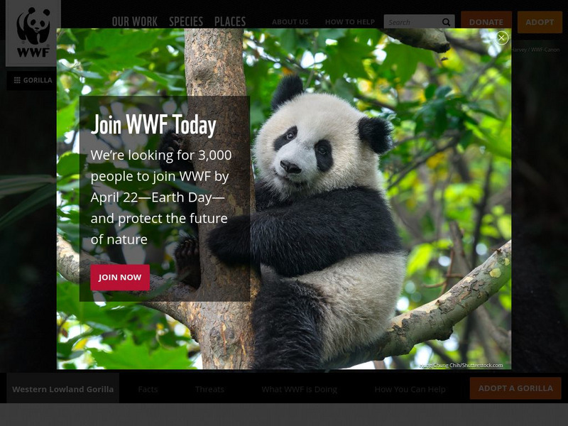 World Wildlife Fund: Western Lowland Gorillas Website World Wildlife Fund: Western Lowland Gorillas Website